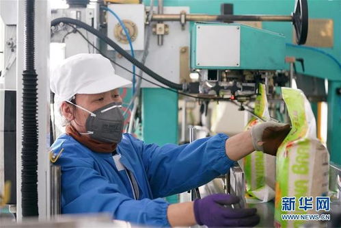 黑龍江 糧油加工企業加緊生產